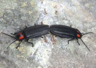 Pyropyga nigricans; Firefly species pair