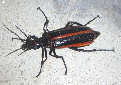 Pyrota akhurstiana; Blister Beetle species