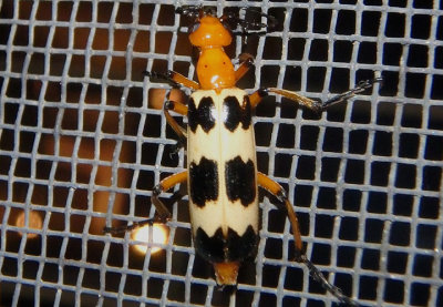 Pyrota palpalis; Blister Beetle species