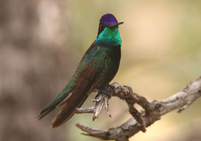 Rivoli's Hummingbird; male