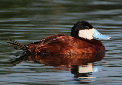 Ruddy Duck; breeding male 