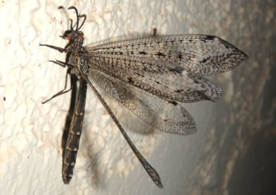 Scotoleon nigrescens; Long-tailed Antlion species; female