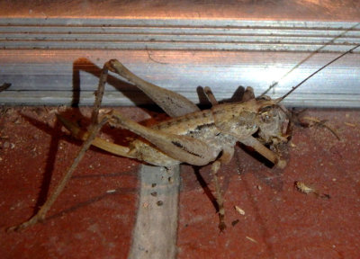 Tettigoniinae Shield-backed Katydid species