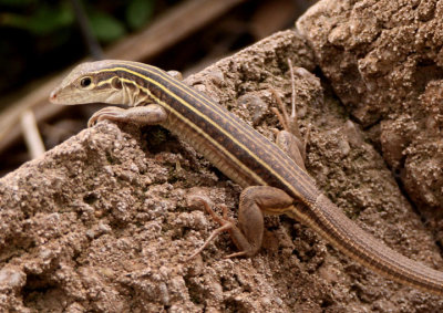 Sonoran Spotted Whiptail 