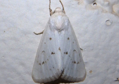11203 - Schinia luxa; Flower Moth species 