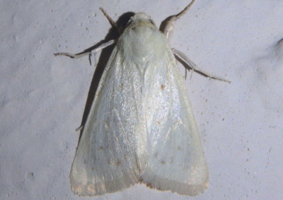 11203 - Schinia luxa; Flower Moth species