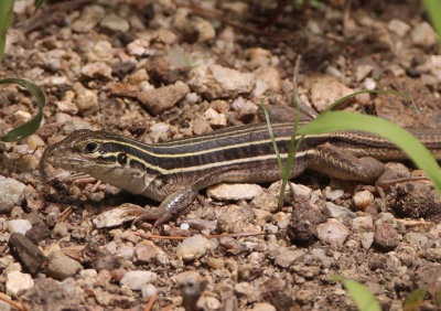 Sonoran Spotted Whiptail; young adult 