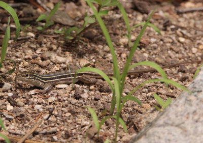 Sonoran Spotted Whiptail; young adult