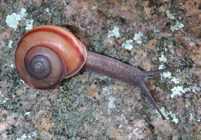 Sonorella Terrestrial Snail species
