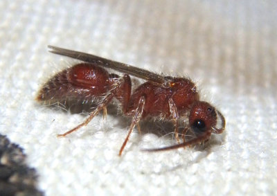Sphaeropthalmini Nocturnal Velvet Ant species; male