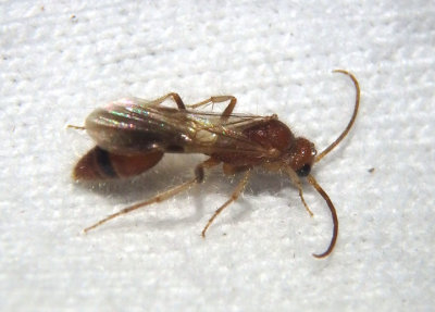 Chyphotes elevatus; Chyphotid Wasp species; male