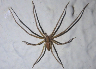 Philodromidae Running Crab Spider species