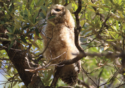 Spotted Owl; juvenile 
