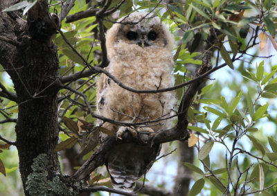 Spotted Owl; juvenile