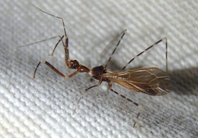 Stenolemoides arizonensis; Assassin Bug species 