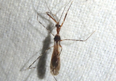 Stenolemoides arizonensis; Assassin Bug species