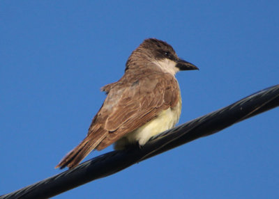 Thick-billed Kingbird 