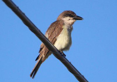 Thick-billed Kingbird 
