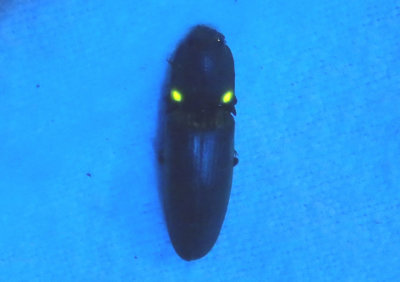 Vesperelater arizonicus; Click Beetle species