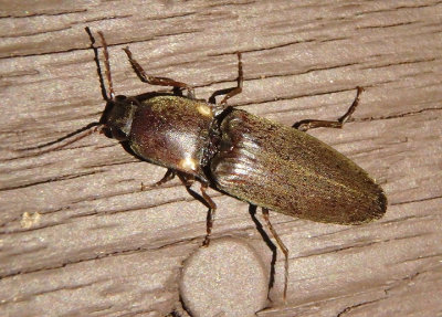 Vesperelater arizonicus; Click Beetle species