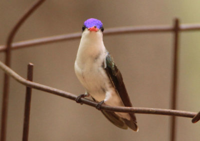 Violet-crowned Hummingbird 