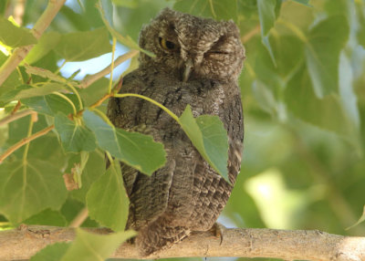 Western Screech-Owl; juvenile 