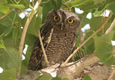 Western Screech-Owl; juvenile 