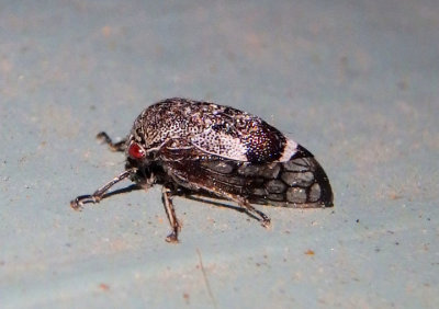 Xantholobus nigrocinctus; Treehopper species