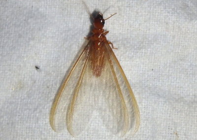 Zootermopsis laticeps; Arizona Dampwood Termite; female