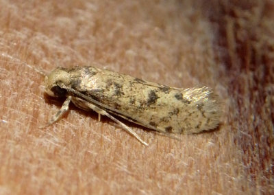 0328-0336 - Amydria Clothes Moth species