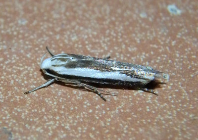 2210 - Polyhymno acaciella; Twirler Moth species