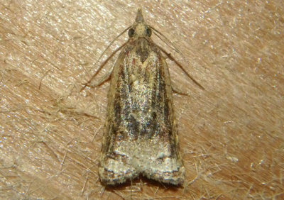 3745 - Platynota rostrana; Omnivorous Platynota Moth