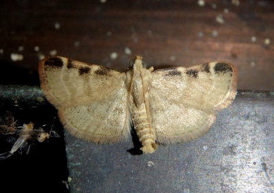 5524-5533 - Hypsopygia Pyralid Moth species - undescribed