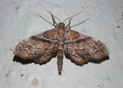 7130 - Odontoptila obrimo; Geometrid Moth species