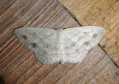 7156 - Scopula umbilicata; Swag-lined Wave