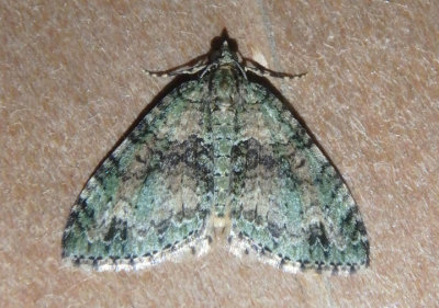 7314 - Hammaptera parinotata; Geometrid Moth species