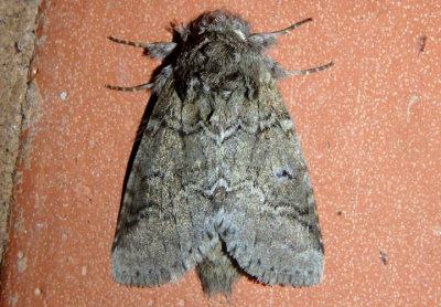 7999 - Lochmaeus bilineata; Double-lined Prominent