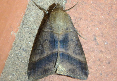 8743 - Mocis latipes; Small Mocis