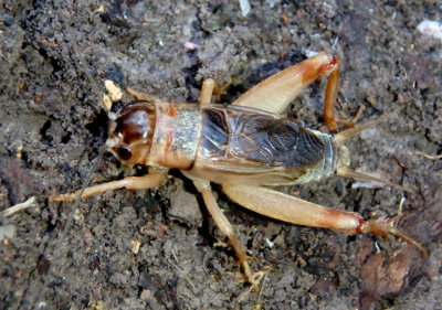 Anurogryllus arboreus; Common Short-tailed Cricket; male