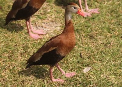 Black-bellied Whistiling Duck