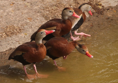 Black-bellied Whistiling Ducks