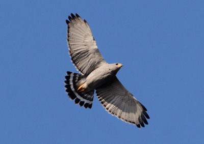 Gray Hawk