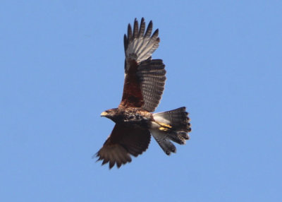 Harris's Hawk; juvenile