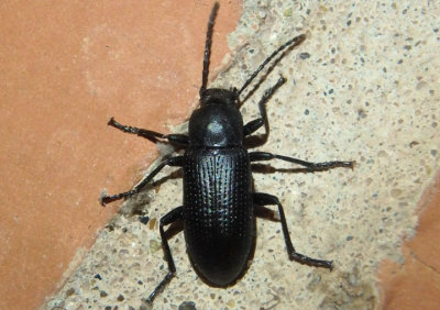 Helops Darkling Beetle species