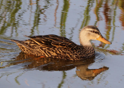 Mottled Duck; female 