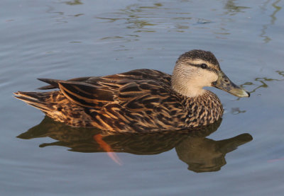 Mottled Duck; female 