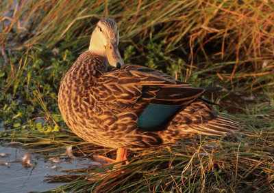 Mottled Duck; female