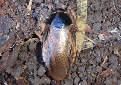 Pycnoscelus surinamensis; Surinam Cockroach; exotic