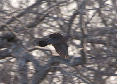 Red-billed Pigeon 