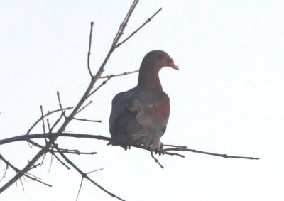 Red-billed Pigeon 